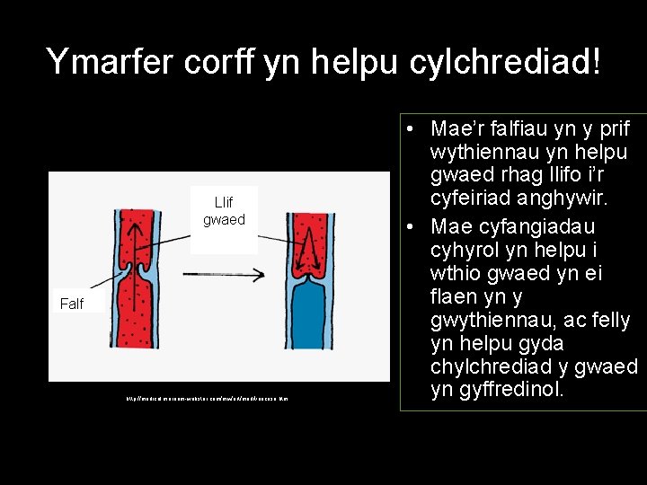 Ymarfer corff yn helpu cylchrediad! Llif gwaed Falf http: //medical. merriam-webster. com/mw/art/med/varicose. htm •