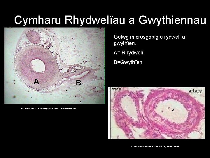 Cymharu Rhydwelïau a Gwythiennau Golwg microsgopig o rydweli a gwythïen. A= Rhydweli B=Gwythïen A