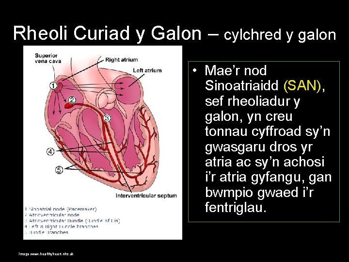 Rheoli Curiad y Galon – cylchred y galon • Mae’r nod Sinoatriaidd (SAN), sef