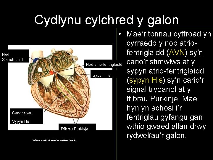 Cydlynu cylchred y galon Nod Sinoatriaidd Canghenau Sypyn His • Mae’r tonnau cyffroad yn