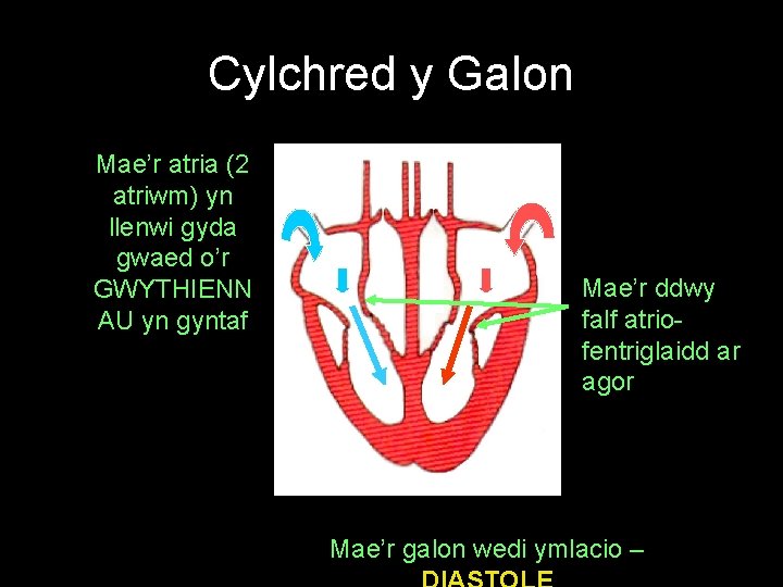 Cylchred y Galon Mae’r atria (2 atriwm) yn llenwi gyda gwaed o’r GWYTHIENN AU