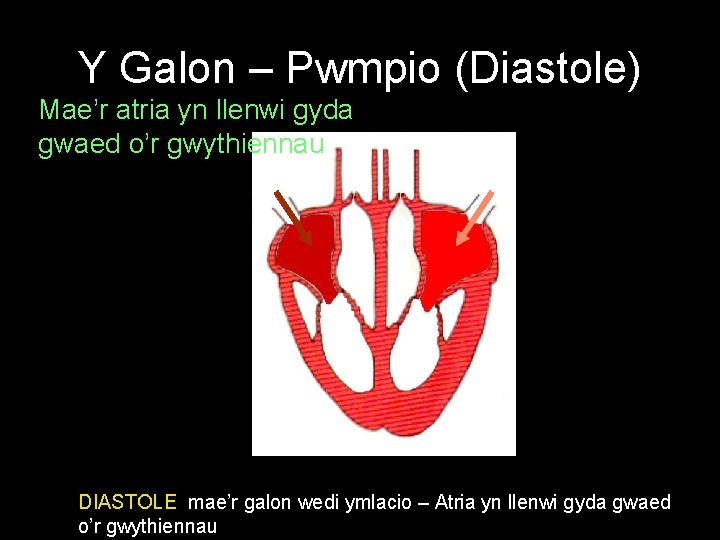 Y Galon – Pwmpio (Diastole) Mae’r atria yn llenwi gyda gwaed o’r gwythiennau DIASTOLE