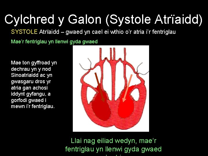 Cylchred y Galon (Systole Atrïaidd) SYSTOLE Atrïaidd – gwaed yn cael ei wthio o’r