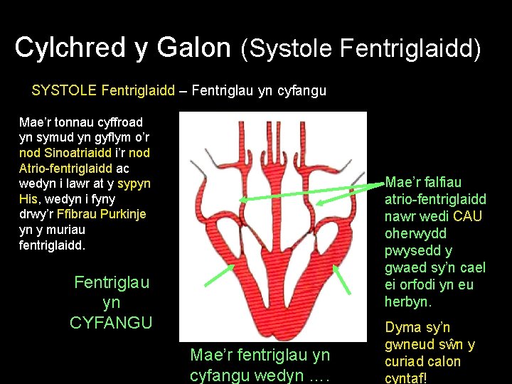 Cylchred y Galon (Systole Fentriglaidd) SYSTOLE Fentriglaidd – Fentriglau yn cyfangu Mae’r tonnau cyffroad