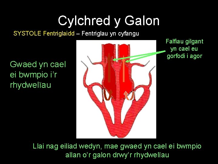 Cylchred y Galon SYSTOLE Fentriglaidd – Fentriglau yn cyfangu Falfiau gilgant yn cael eu