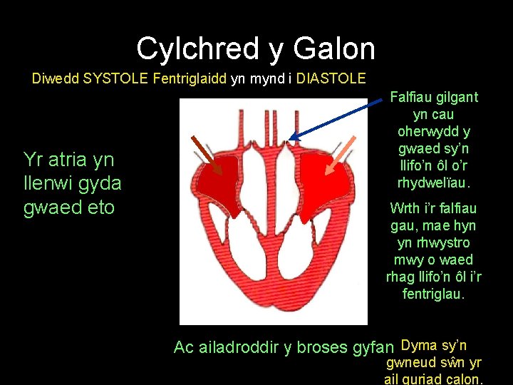 Cylchred y Galon Diwedd SYSTOLE Fentriglaidd yn mynd i DIASTOLE Yr atria yn llenwi