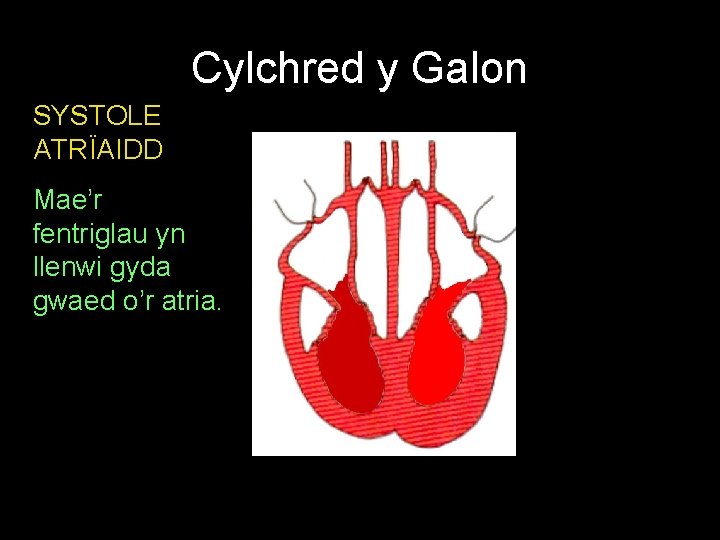 Cylchred y Galon SYSTOLE ATRÏAIDD Mae’r fentriglau yn llenwi gyda gwaed o’r atria. 