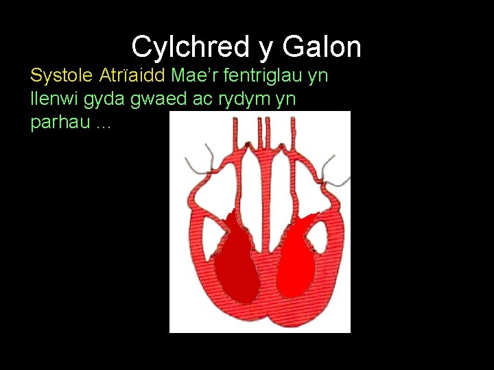 Cylchred y Galon Systole Atrïaidd Mae’r fentriglau yn llenwi gyda gwaed ac rydym yn