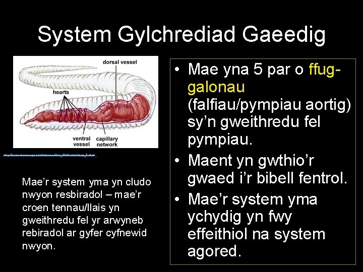 System Gylchrediad Gaeedig . http: //www. biosci. uga. edu/almanac/bio_104/notes/may_7. html Mae’r system yma yn