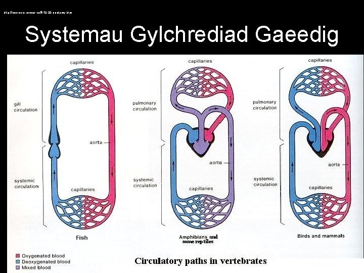 http: //universe-review. ca/R 10 -33 -anatomy. htm Systemau Gylchrediad Gaeedig • Closed 