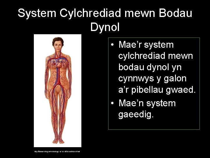 System Cylchrediad mewn Bodau Dynol • Mae’r system cylchrediad mewn bodau dynol yn cynnwys