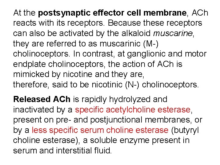 At the postsynaptic effector cell membrane, ACh reacts with its receptors. Because these receptors