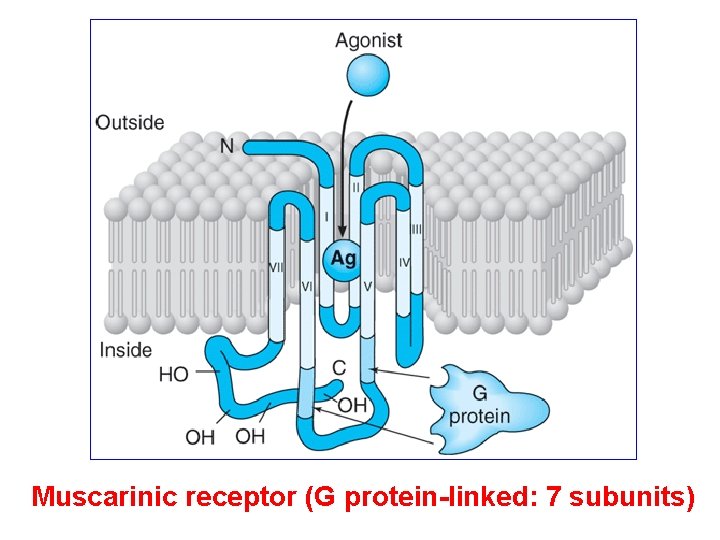 Muscarinic receptor (G protein-linked: 7 subunits) 