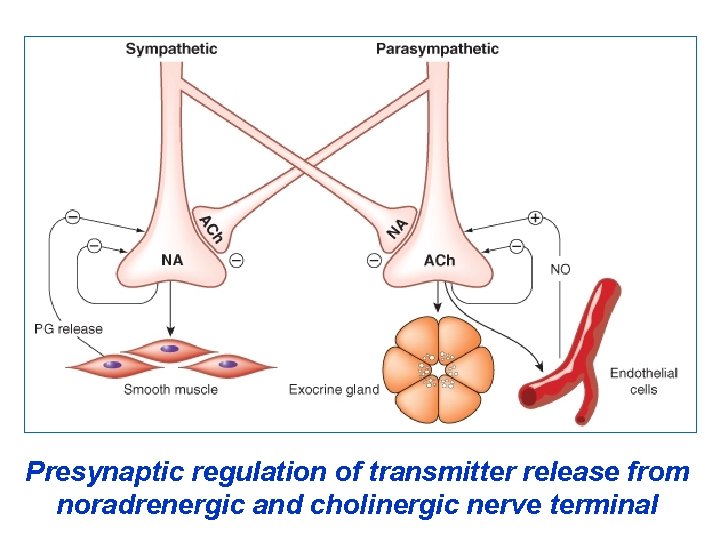 Presynaptic regulation of transmitter release from noradrenergic and cholinergic nerve terminal 