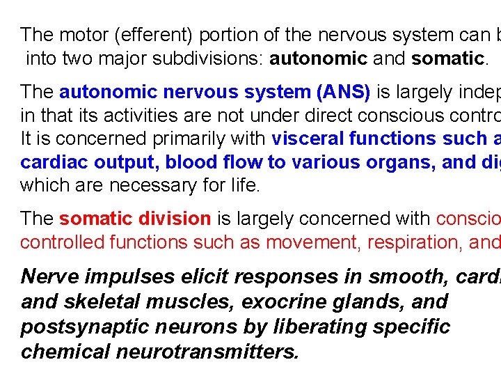 The motor (efferent) portion of the nervous system can b into two major subdivisions: