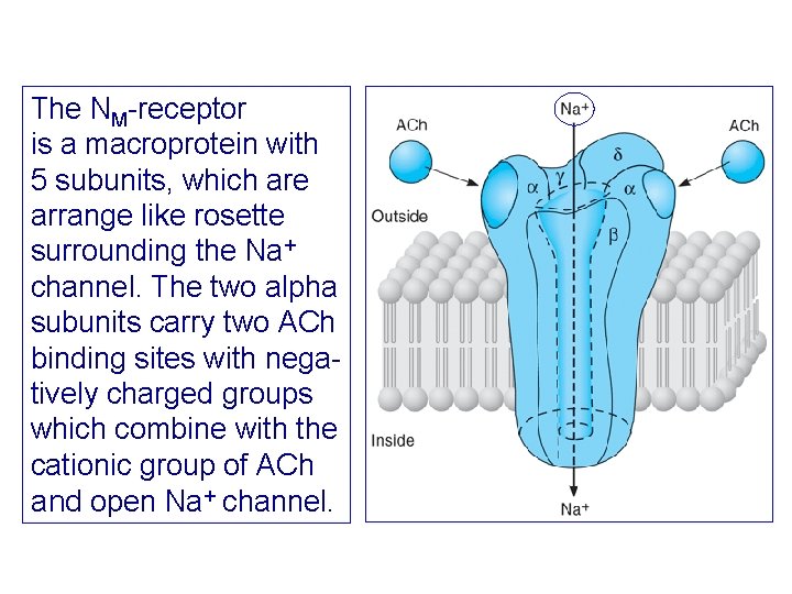 The NM-receptor is a macroprotein with 5 subunits, which are arrange like rosette surrounding