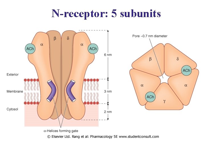 N-receptor: 5 subunits 