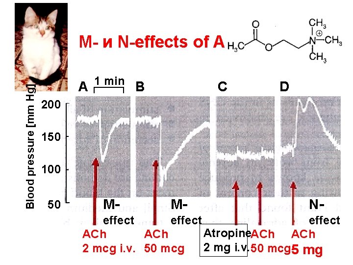 Blood pressure [mm Hg] M- и N-effects of ACh A 1 min B C