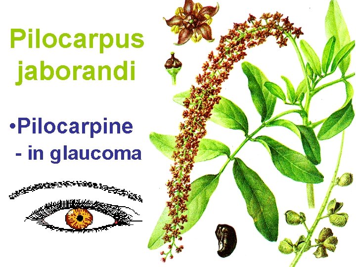 Pilocarpus jaborandi • Pilocarpine - in glaucoma 