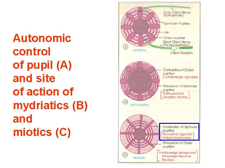 Autonomic control of pupil (A) and site of action of mydriatics (B) and miotics