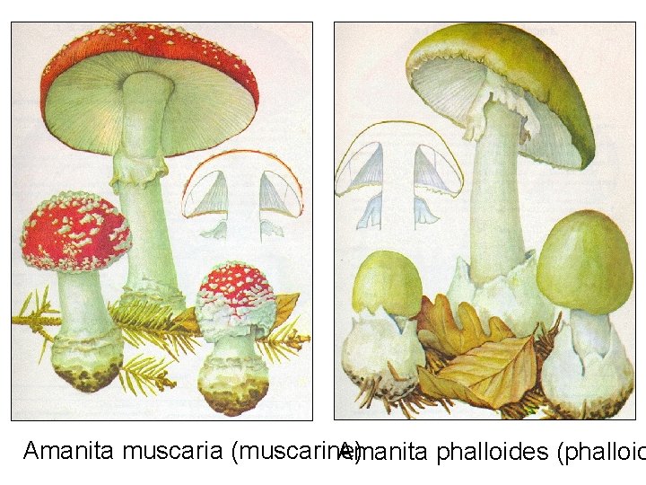 Amanita muscaria (muscarine) Amanita phalloides (phalloid 