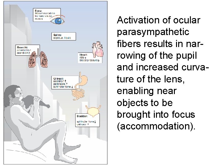 Activation of ocular parasympathetic fibers results in narrowing of the pupil and increased curvature