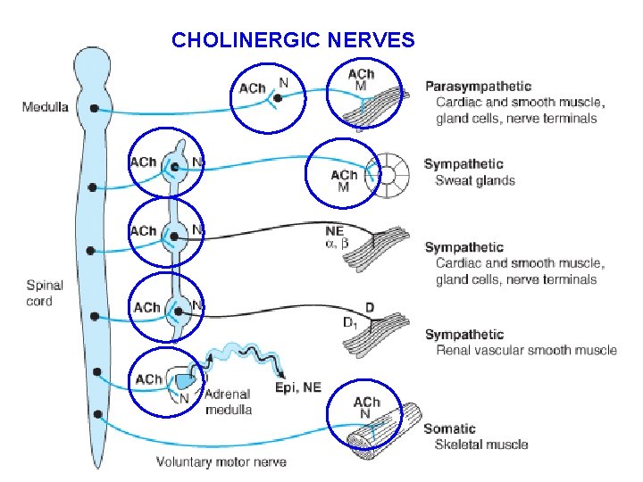 CHOLINERGIC NERVES 