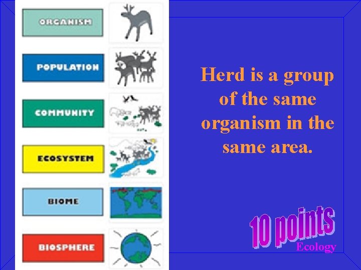 Herd is a group of the same organism in the same area. Ecology 