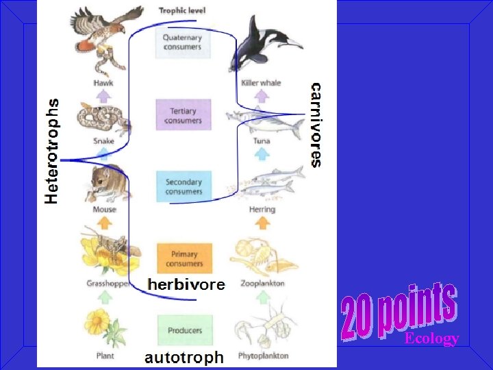 Ecology 
