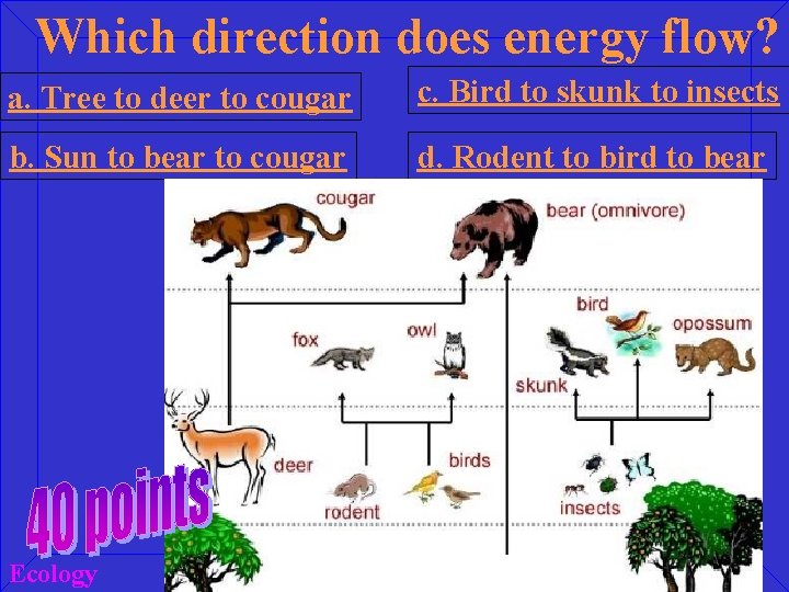 Which direction does energy flow? a. Tree to deer to cougar c. Bird to