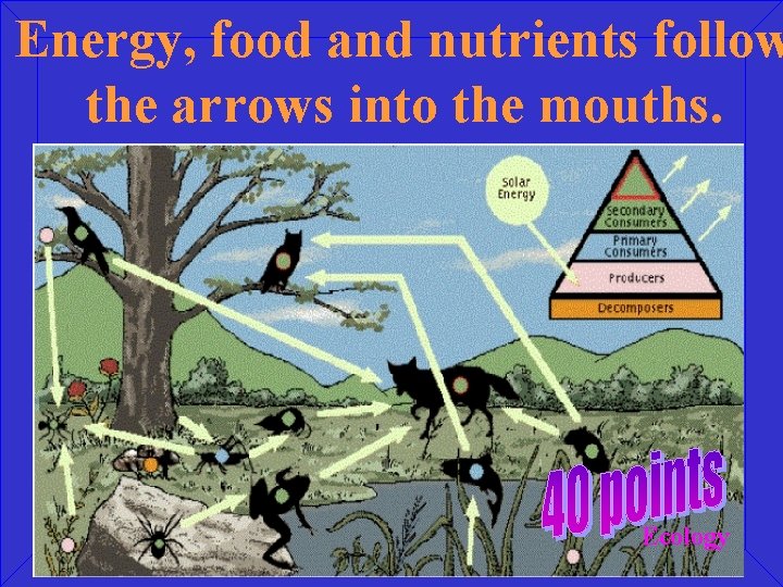 Energy, food and nutrients follow the arrows into the mouths. Ecology 