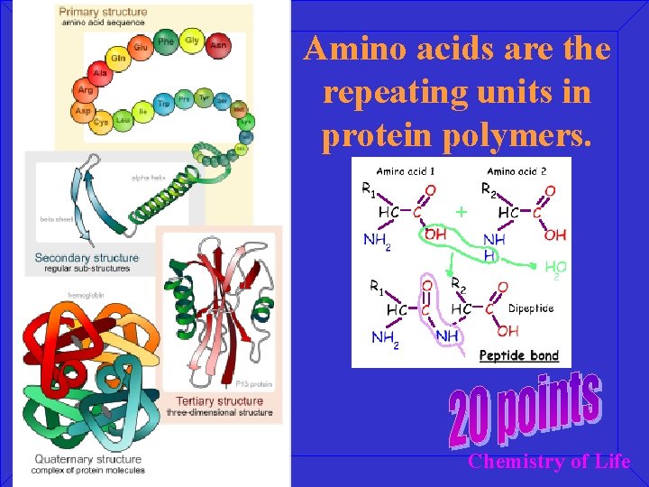 Amino acids are the repeating units in protein polymers. Chemistry of Life 
