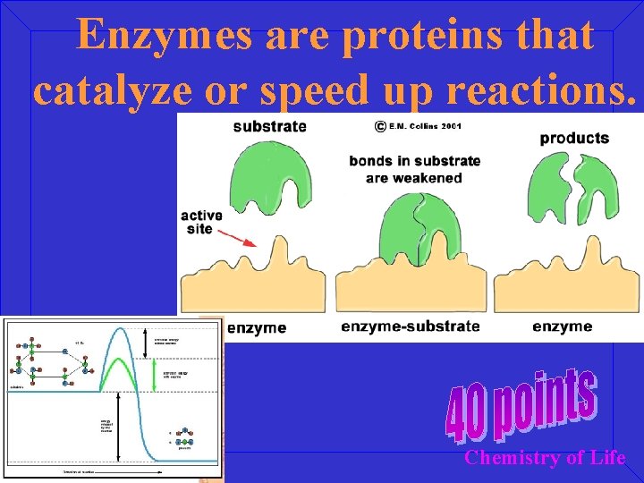 Enzymes are proteins that catalyze or speed up reactions. Chemistry of Life 