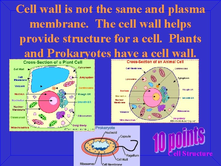 Cell wall is not the same and plasma membrane. The cell wall helps provide