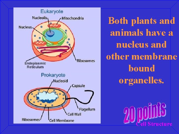 Both plants and animals have a nucleus and other membrane bound organelles. Cell Structure