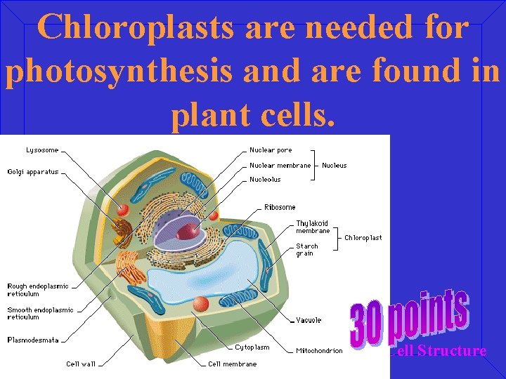 Chloroplasts are needed for photosynthesis and are found in plant cells. Cell Structure 
