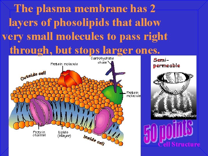 The plasma membrane has 2 layers of phosolipids that allow very small molecules to