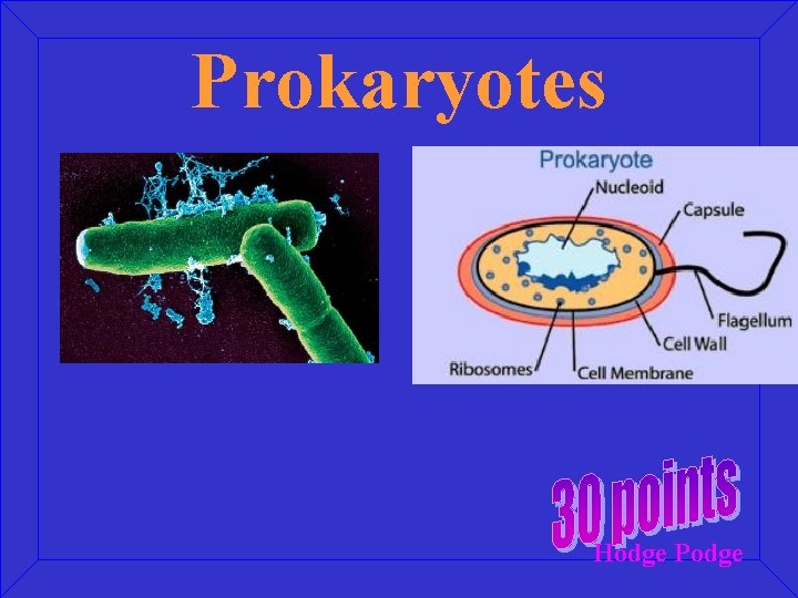Prokaryotes Hodge Podge 