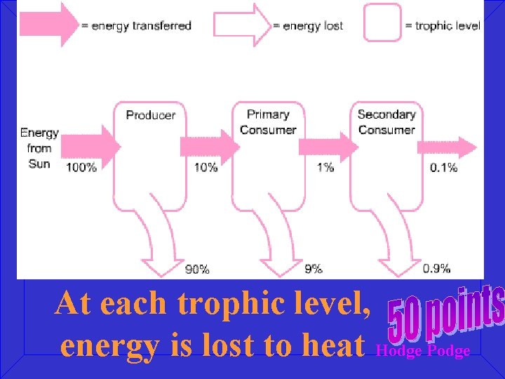 At each trophic level, energy is lost to heat Hodge Podge 
