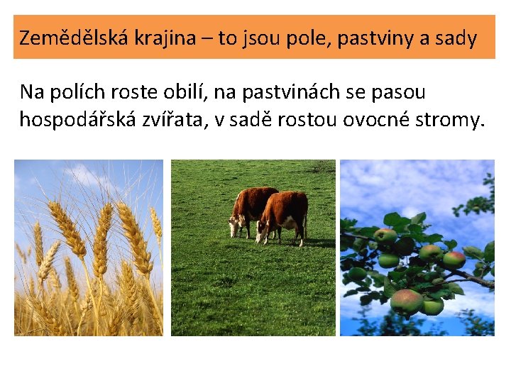 Zemědělská krajina – to jsou pole, pastviny a sady Na polích roste obilí, na