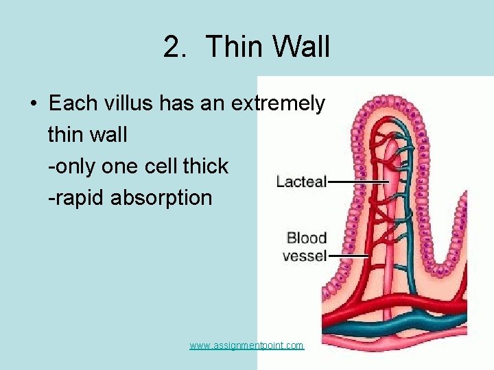 2. Thin Wall • Each villus has an extremely thin wall -only one cell