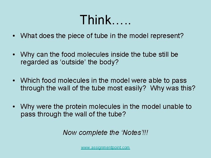 Think…. . • What does the piece of tube in the model represent? •
