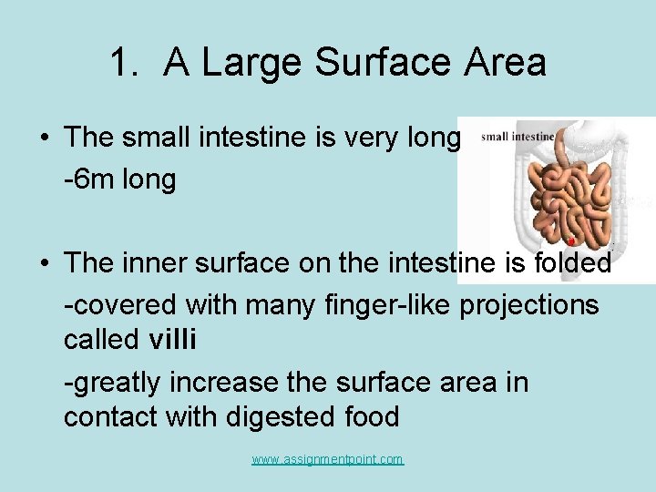 1. A Large Surface Area • The small intestine is very long -6 m