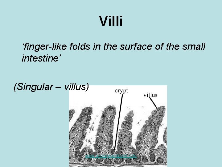 Villi ‘finger-like folds in the surface of the small intestine’ (Singular – villus) www.
