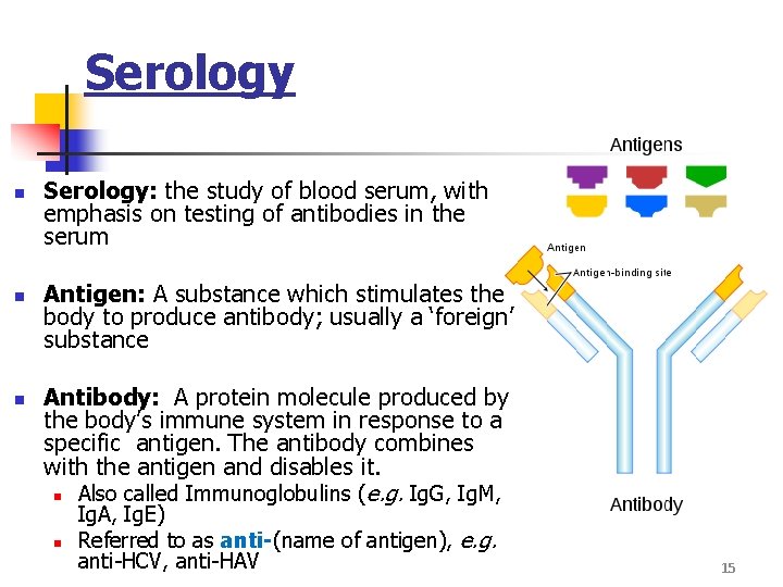 Serology n n n Serology: the study of blood serum, with emphasis on testing