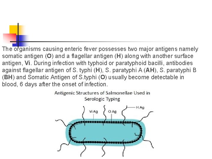 The organisms causing enteric fever possesses two major antigens namely somatic antigen (O) and