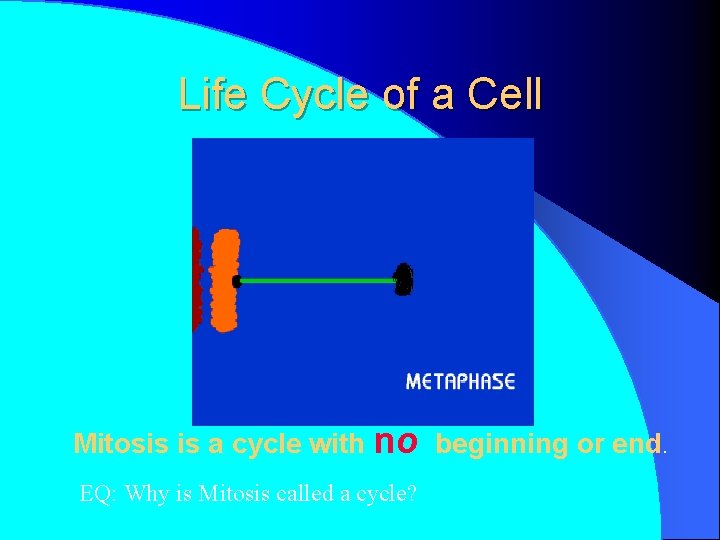 Life Cycle of a Cell Mitosis is a cycle with no beginning or end.