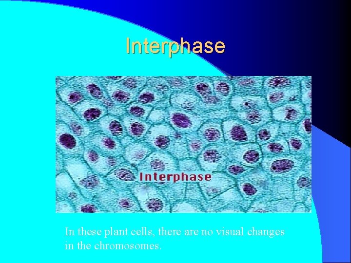 Interphase In these plant cells, there are no visual changes in the chromosomes. 