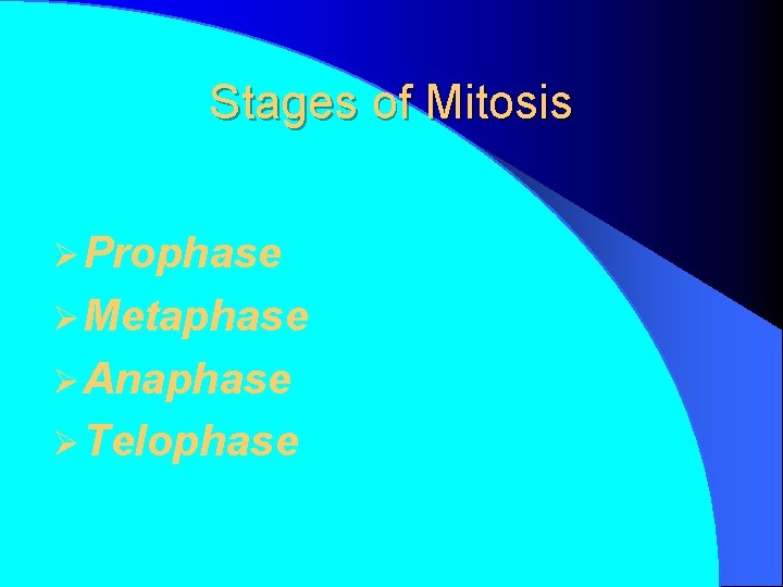 Stages of Mitosis Ø Prophase Ø Metaphase Ø Anaphase Ø Telophase 