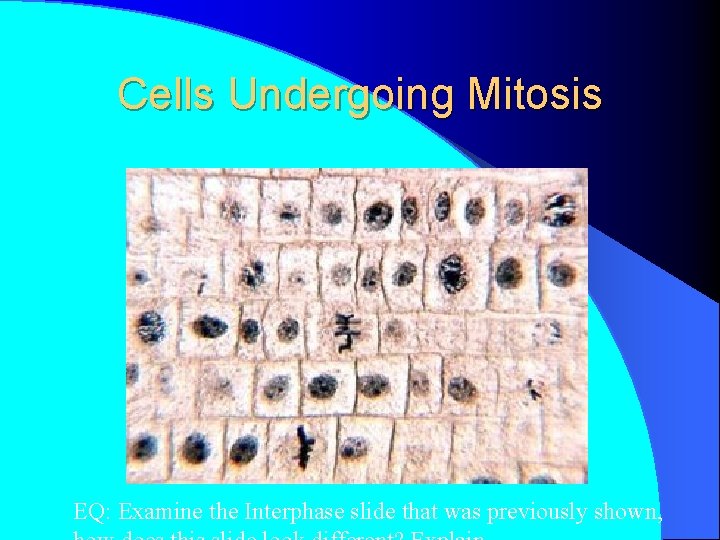 Cells Undergoing Mitosis EQ: Examine the Interphase slide that was previously shown, 